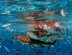 Moorea, French Polynesia. Swarming Black tips go after fi... by Christopher Ward 